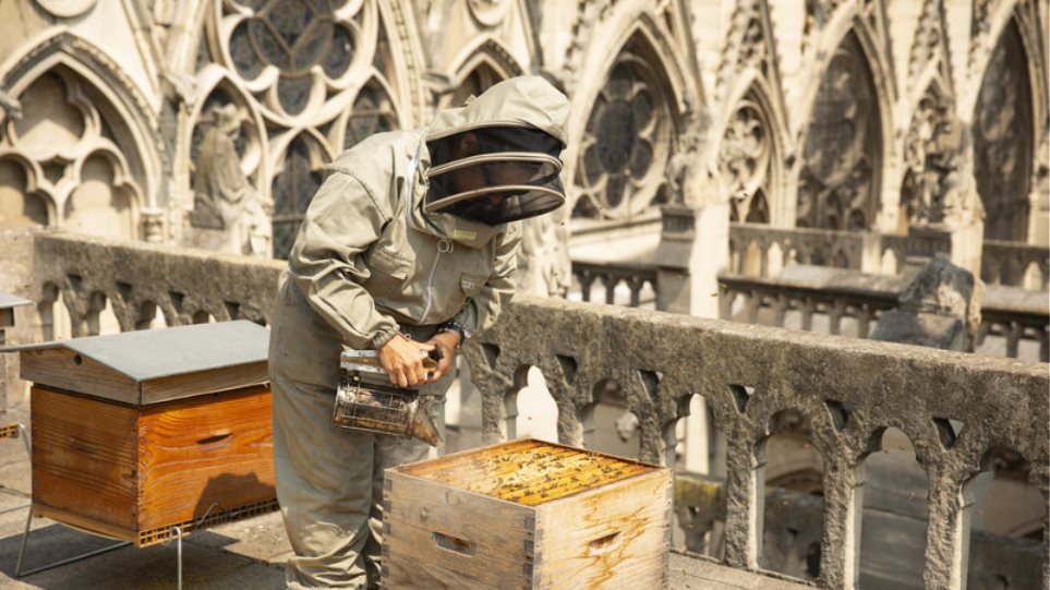 Τι συνέβη με τις 200.000 μέλισσες της Παναγίας των Παρισίων