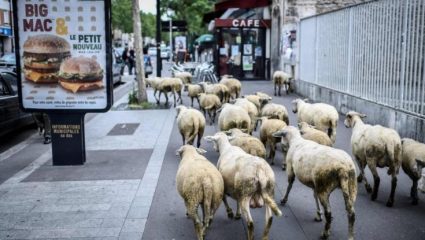 Έγραψαν σε σχολείο… 15 πρόβατα για να μην καταργηθούν τα τμήματα Έγραψαν σε σχολείο… 15 πρόβατα για να μην καταργηθούν τα τμήματα