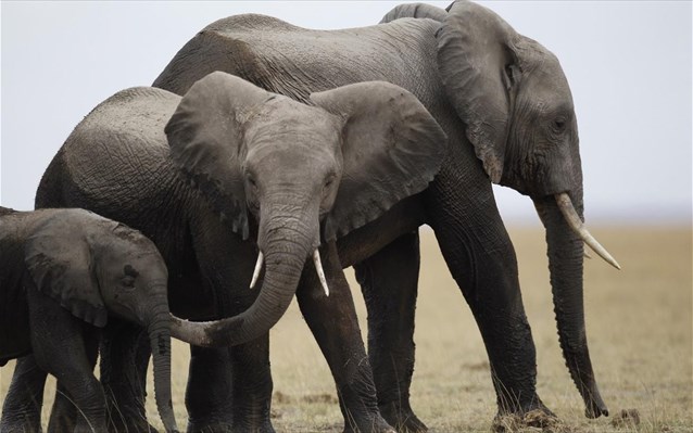 Η Ζιμπάμπουε γέμισε… ελέφαντες και δεν ξέρει τι να τους κάνει