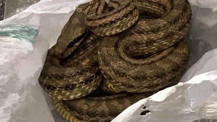 Μεγάλο φίδι αναστάτωσε το κέντρο της Θεσσαλονίκης! – ΦΩΤΟ Μεγάλο φίδι αναστάτωσε το κέντρο της Θεσσαλονίκης! – ΦΩΤΟ