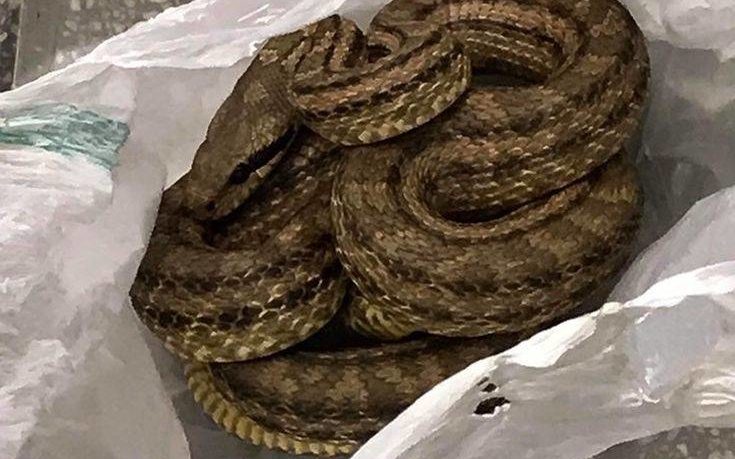 Μεγάλο φίδι αναστάτωσε το κέντρο της Θεσσαλονίκης! - ΦΩΤΟ