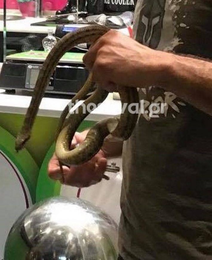 Μεγάλο φίδι αναστάτωσε το κέντρο της Θεσσαλονίκης! - ΦΩΤΟ
