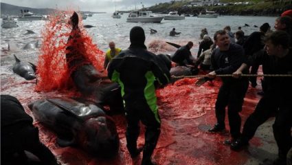 Kόκκινη η θάλασσα στα Νησιά Φερόε: Σκότωσαν 250 φάλαινες και δελφίνια (σκληρές εικόνες) Kόκκινη η θάλασσα στα Νησιά Φερόε: Σκότωσαν 250 φάλαινες και δελφίνια (σκληρές εικόνες)