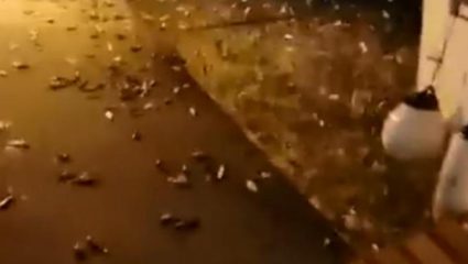 Ψάρια στην Πρέβεζα βγαίνουν στην στεριά για να σωθούν! (ΒΙΝΤΕΟ) Ψάρια στην Πρέβεζα βγαίνουν στην στεριά για να σωθούν! (ΒΙΝΤΕΟ)