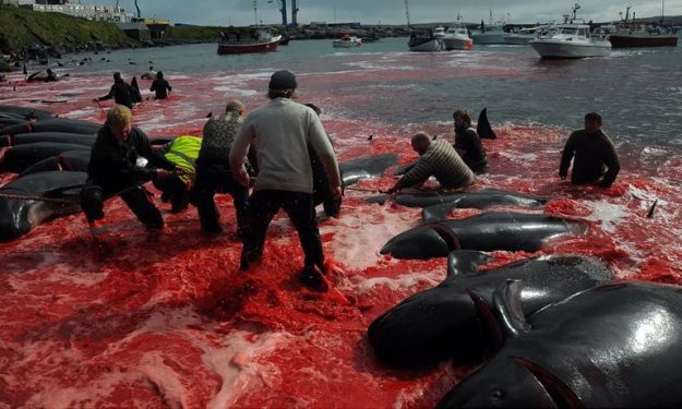 Τρομακτικές εικόνες: Έγινε κόκκινη η θάλασσα στα Φερόε - Σκότωσαν 250 φάλαινες και δελφίνια