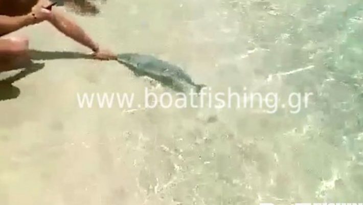 Λαγοκέφαλος δάγκωσε λουόμενο σε παραλία της Καρπάθου (ΒΙΝΤΕΟ) Λαγοκέφαλος δάγκωσε λουόμενο σε παραλία της Καρπάθου (ΒΙΝΤΕΟ)