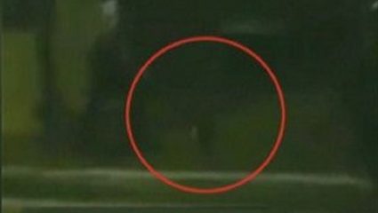 Εικόνες ντροπής σε ελληνικό στρατόπεδο: Σμηνίτης κλωτσά γάτα! – ΒΙΝΤΕΟ Εικόνες ντροπής σε ελληνικό στρατόπεδο: Σμηνίτης κλωτσά γάτα! – ΒΙΝΤΕΟ