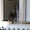 Nέα δεδομένα στην υπόθεση με το Ροτβάιλερ – Τι αποκάλυψε ο πατέρας του νεκρού βρέφους Nέα δεδομένα στην υπόθεση με το Ροτβάιλερ – Τι αποκάλυψε ο πατέρας του νεκρού βρέφους