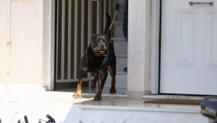 Τι αποφάσισε η οικογένεια στα Γλυκά Νερά για το ροτβάλειρ Τι αποφάσισε η οικογένεια στα Γλυκά Νερά για το ροτβάλειρ