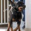 Μένει προφυλακισμένο: Τι λένε οι κτηνίατροι που εξέτασαν το ροτβάιλερ Μένει προφυλακισμένο: Τι λένε οι κτηνίατροι που εξέτασαν το ροτβάιλερ
