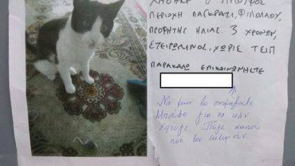 Το γατάκι «Μπούφος» που έγινε viral Το γατάκι «Μπούφος» που έγινε viral