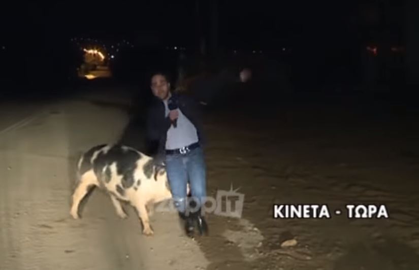 Κλάμα: Γουρούνι κυνηγάει on air ρεπόρτερ του Παπαδάκη! - ΒΙΝΤΕΟ