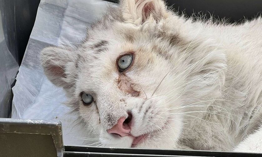 Ευθανασία για τη λευκή τίγρη που βρέθηκε στο Αττικό Ζωολογικό Πάρκο;