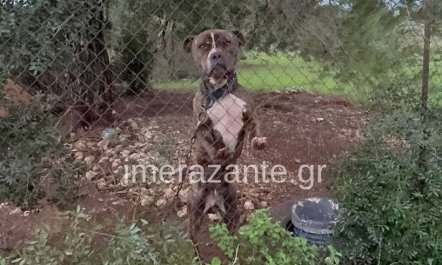 pitbull