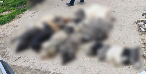 Φρίκη στην Χαλκιδική: Θανατώθηκαν μαζικά 21 σκύλοι
